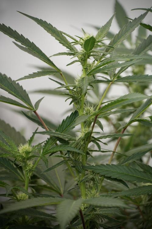 Catching The Ghost Train Haze @ Zamnesia. Week 9 - GTH 12/12 from seed 