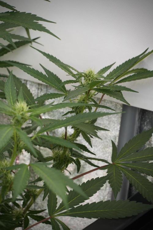 Catching The Ghost Train Haze @ Zamnesia. Week 9 - GTH 12/12 from seed 