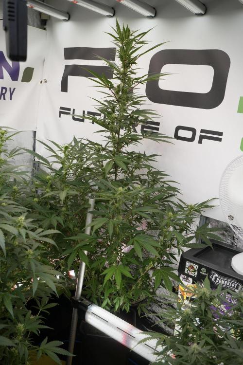 Catching The Ghost Train Haze @ Zamnesia. Week 9 - GTH 12/12 from seed 