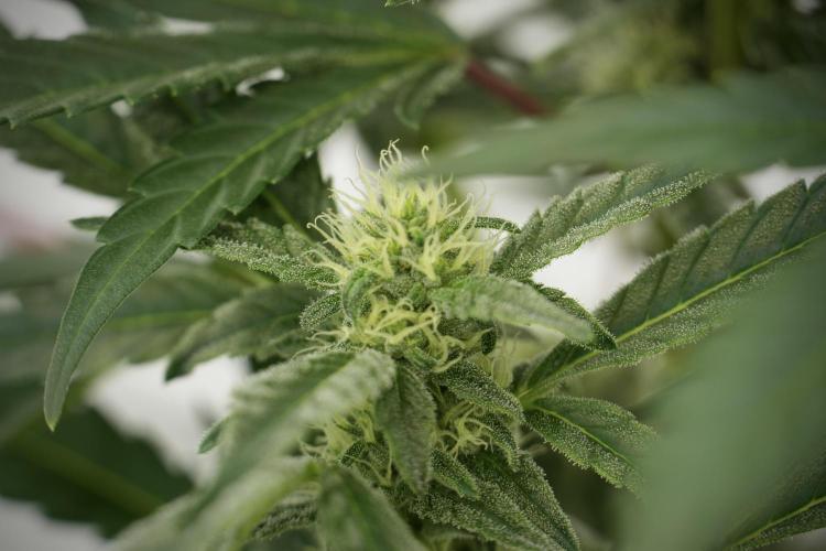 Catching The Ghost Train Haze @ Zamnesia. Week 9 - GTH 12/12 from seed 