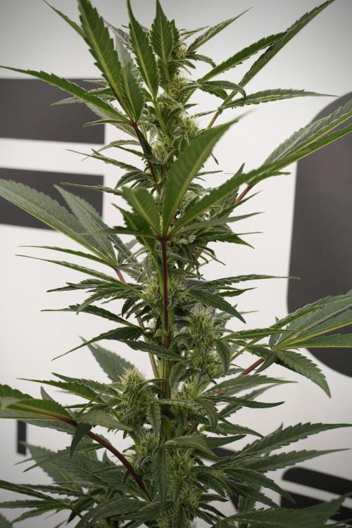Catching The Ghost Train Haze @ Zamnesia. Week 9 - GTH 12/12 from seed 