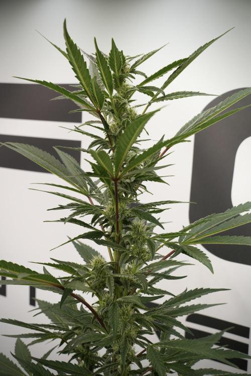 Catching The Ghost Train Haze @ Zamnesia. Week 9 - GTH 12/12 from seed 