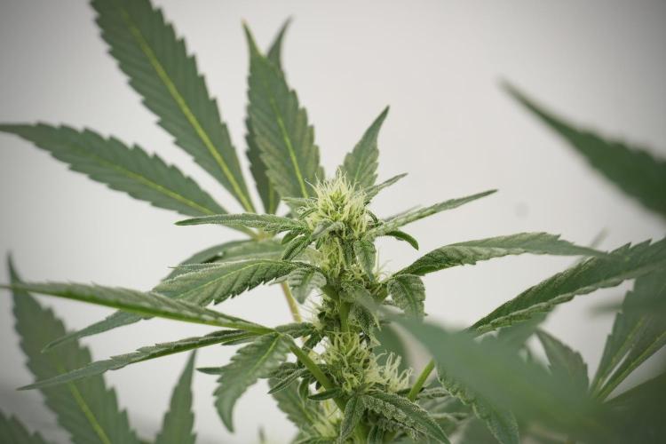 Catching The Ghost Train Haze @ Zamnesia. Week 9 - GTH 12/12 from seed 