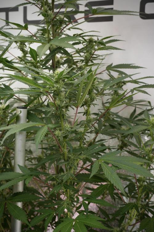 Catching The Ghost Train Haze @ Zamnesia. Week 9 - GTH 12/12 from seed 