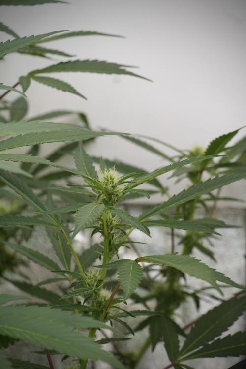 Catching The Ghost Train Haze @ Zamnesia. Week 9 - GTH 12/12 from seed 
