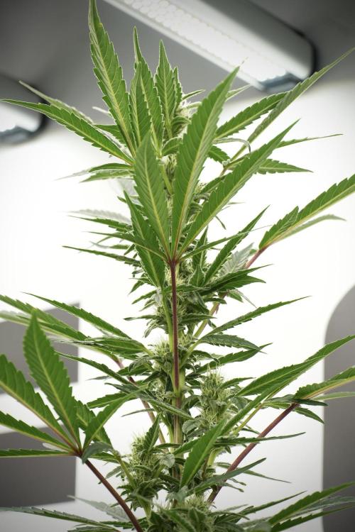 Catching The Ghost Train Haze @ Zamnesia. Week 9 - GTH 12/12 from seed 