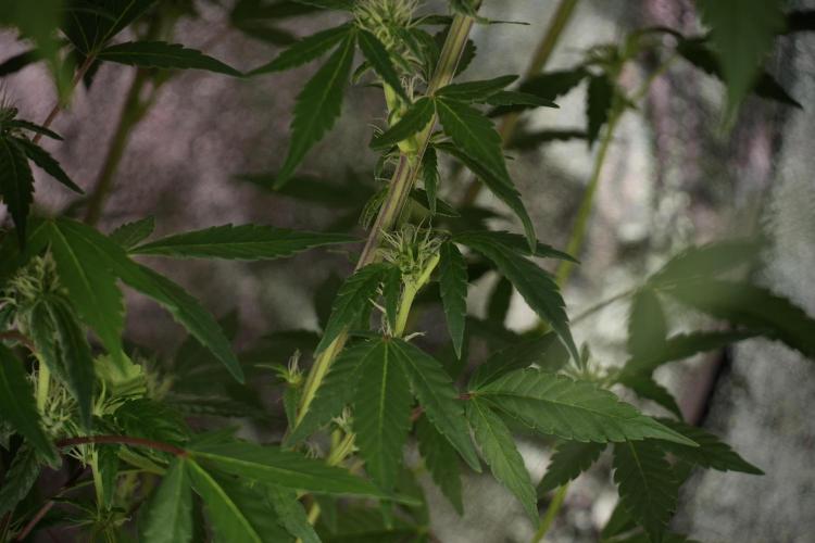 Catching The Ghost Train Haze @ Zamnesia. Week 9 - GTH 12/12 from seed 