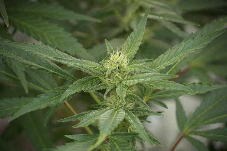 Catching The Ghost Train Haze @ Zamnesia. Week 9 - GTH 12/12 from seed 