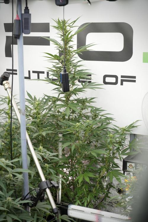 Catching The Ghost Train Haze @ Zamnesia. Week 9 - GTH 12/12 from seed 