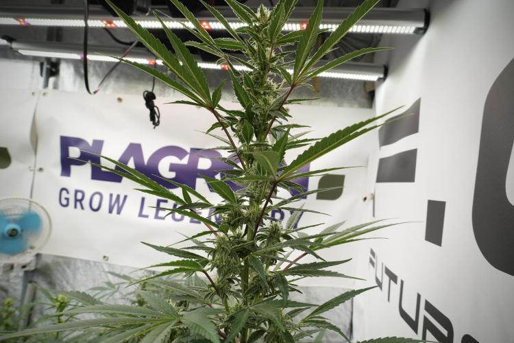 Catching The Ghost Train Haze @ Zamnesia. Week 9 - GTH 12/12 from seed 