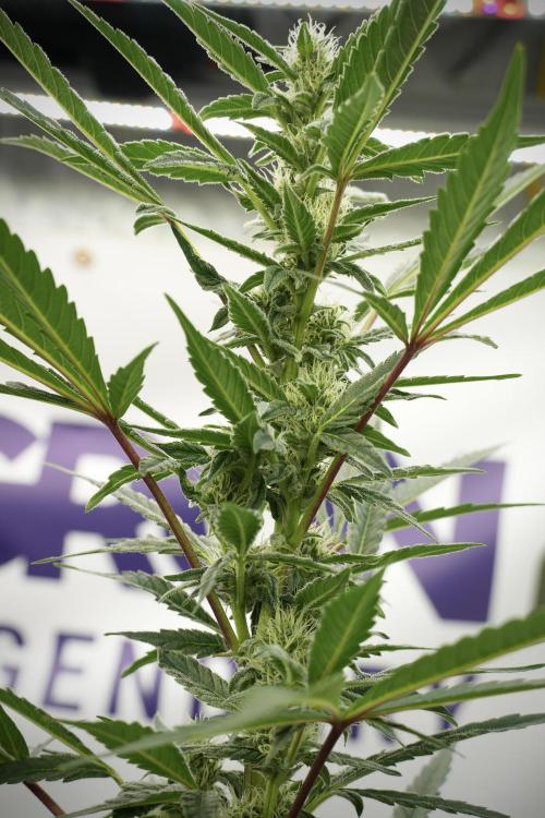 Catching The Ghost Train Haze @ Zamnesia. Week 9 - GTH 12/12 from seed 