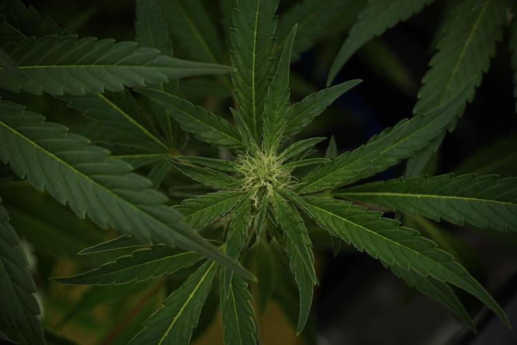 Catching The Ghost Train Haze @ Zamnesia. Week 9 - GTH 12/12 from seed 