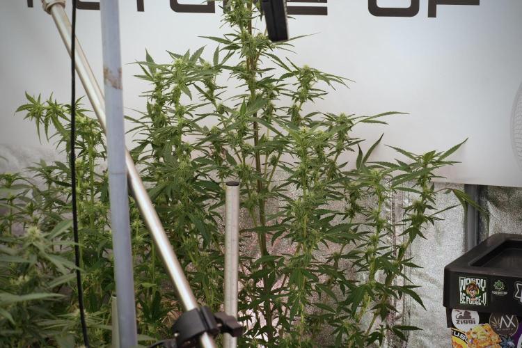 Catching The Ghost Train Haze @ Zamnesia. Week 9 - GTH 12/12 from seed 