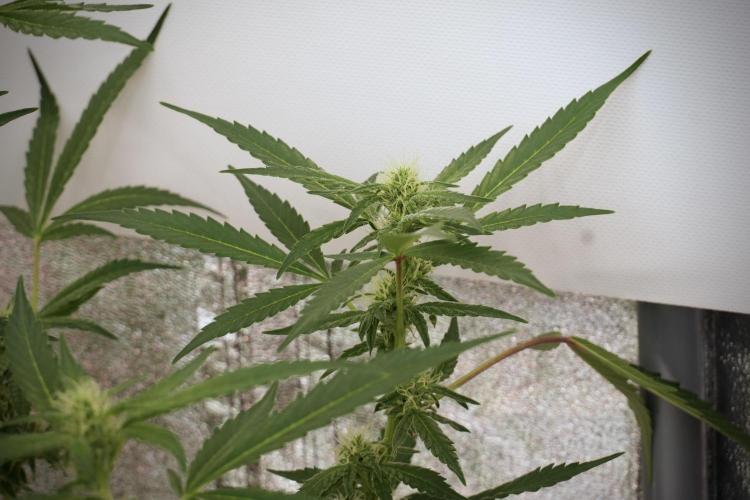 Catching The Ghost Train Haze @ Zamnesia. Week 9 - GTH 12/12 from seed 