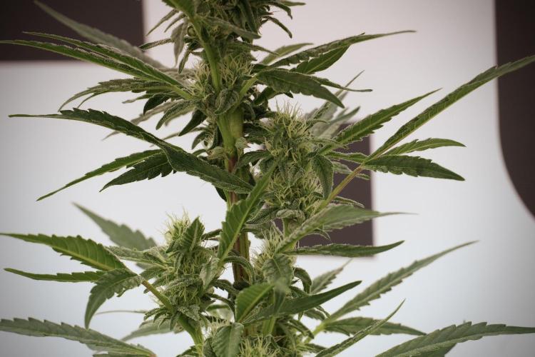 Catching The Ghost Train Haze @ Zamnesia. Week 9 - GTH 12/12 from seed 