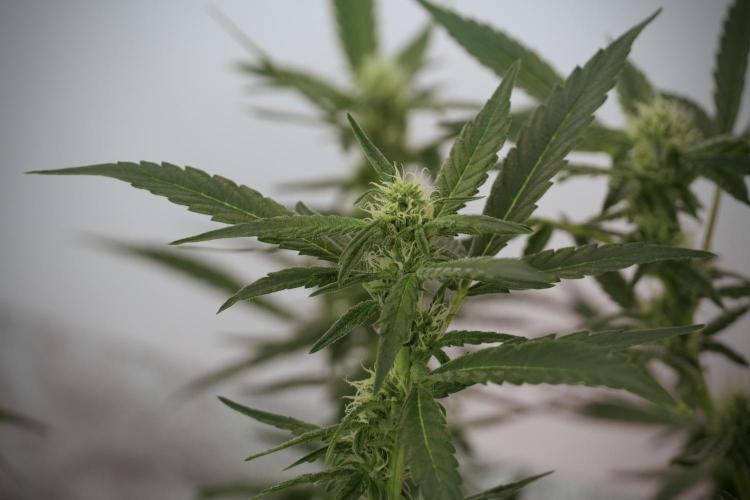 Catching The Ghost Train Haze @ Zamnesia. Week 9 - GTH 12/12 from seed 