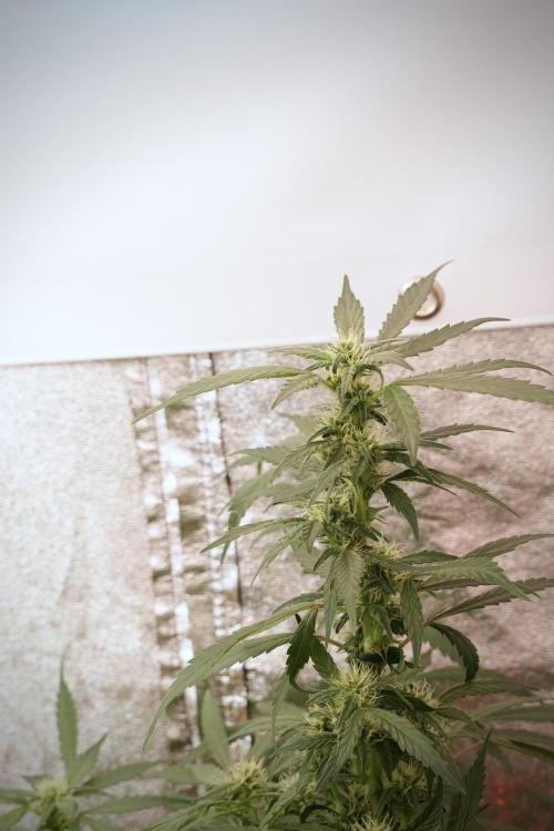 Catching The Ghost Train Haze @ Zamnesia. Week 9 - GTH 12/12 from seed 
