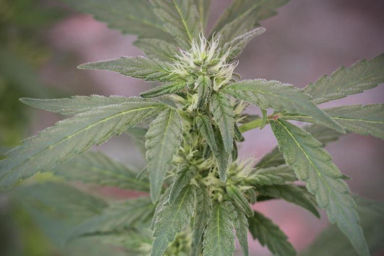 Catching The Ghost Train Haze @ Zamnesia. Week 9 - GTH 12/12 from seed 