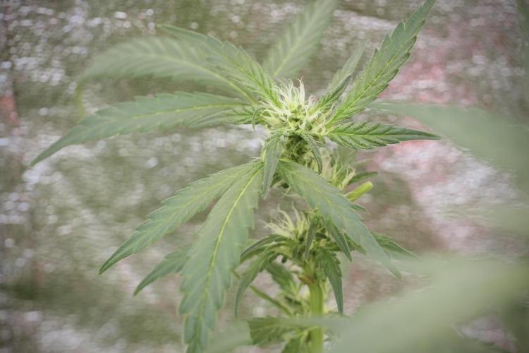 Catching The Ghost Train Haze @ Zamnesia. Week 9 - GTH 12/12 from seed 