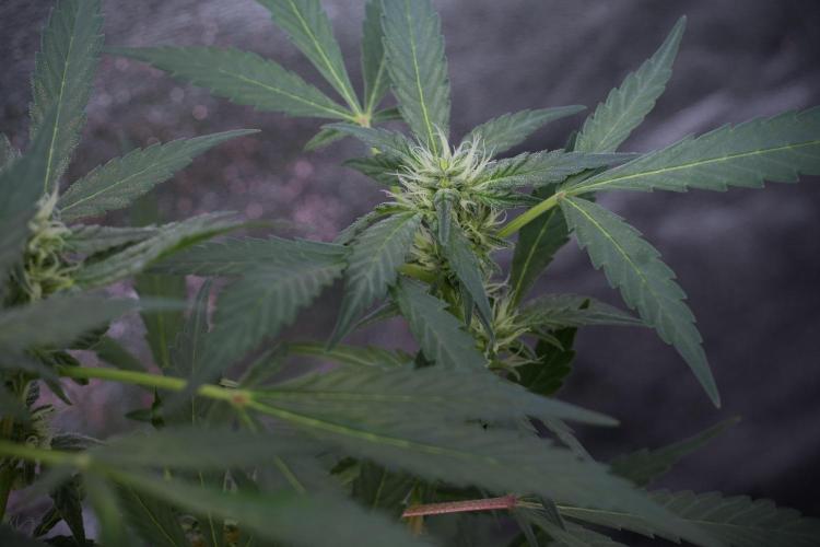 Catching The Ghost Train Haze @ Zamnesia. Week 9 - GTH 12/12 from seed 