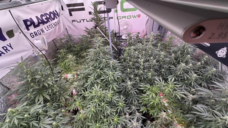 Catching The Ghost Train Haze @ Zamnesia. Week 9 - Video updates 