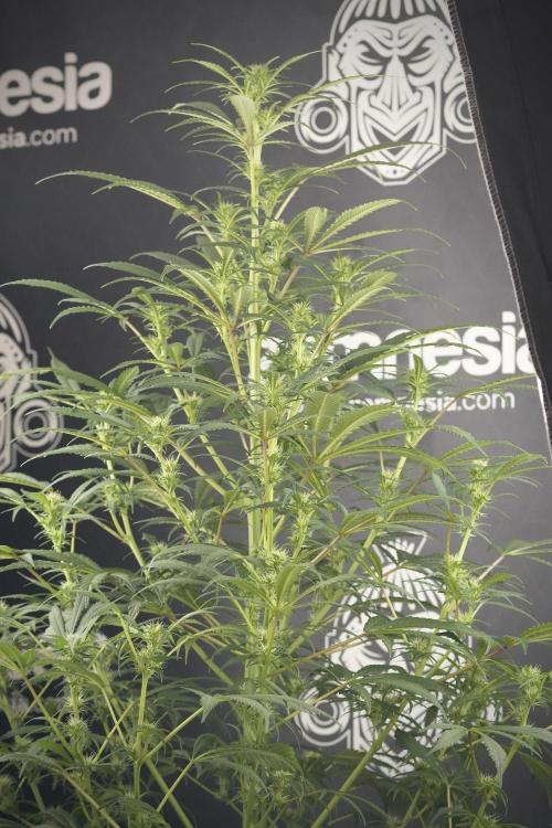 Skywalker OG Legends of the 12/12 Galaxy. Week 9 - Sky Walker OG studio time 