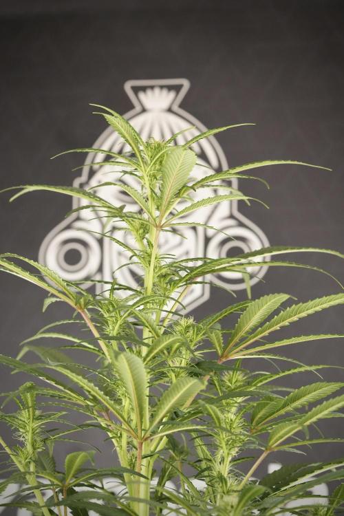 Skywalker OG Legends of the 12/12 Galaxy. Week 9 - Sky Walker OG studio time 