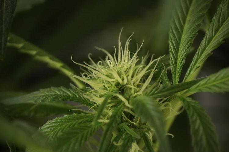 Skywalker OG Legends of the 12/12 Galaxy. Week 9 - Sky Walker OG studio time details