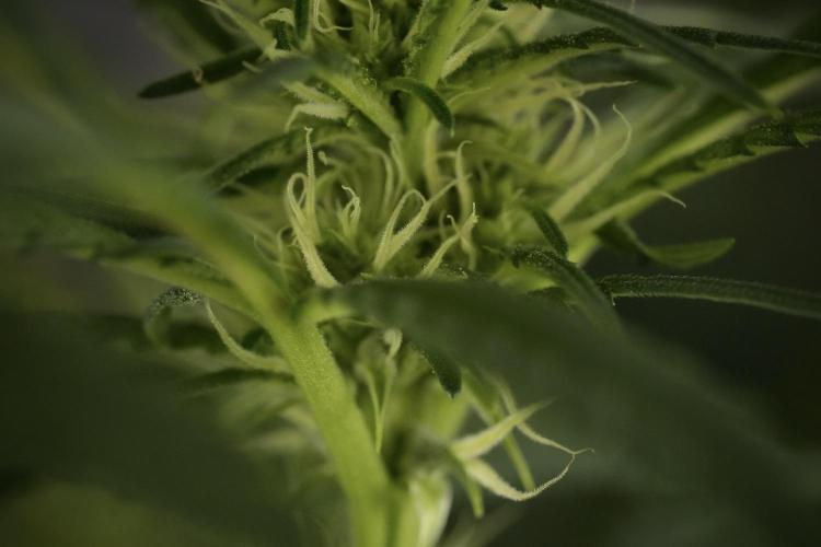 Skywalker OG Legends of the 12/12 Galaxy. Week 9 - Sky Walker OG Macro details