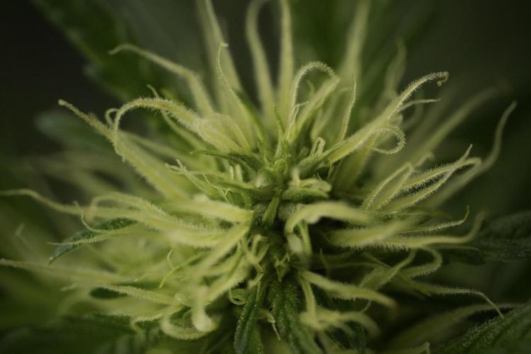 Skywalker OG Legends of the 12/12 Galaxy. Week 9 - Sky Walker OG Macro details