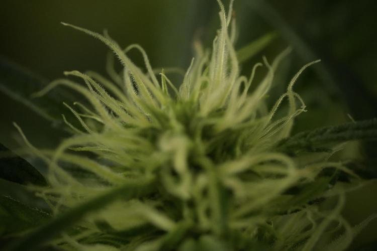 Skywalker OG Legends of the 12/12 Galaxy. Week 9 - Sky Walker OG Macro details