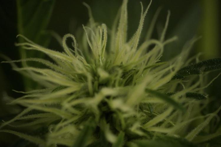 Skywalker OG Legends of the 12/12 Galaxy. Week 9 - Sky Walker OG Macro details