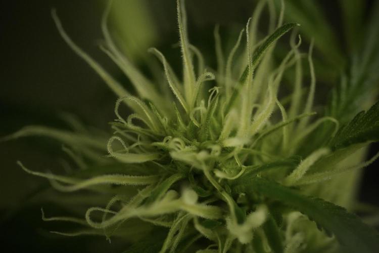 Skywalker OG Legends of the 12/12 Galaxy. Week 9 - Sky Walker OG Macro details