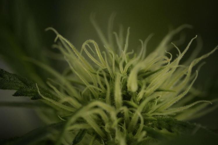 Skywalker OG Legends of the 12/12 Galaxy. Week 9 - Sky Walker OG Macro details