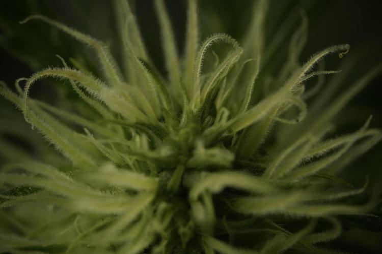 Skywalker OG Legends of the 12/12 Galaxy. Week 9 - Sky Walker OG Macro details