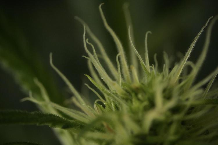 Skywalker OG Legends of the 12/12 Galaxy. Week 9 - Sky Walker OG Macro details