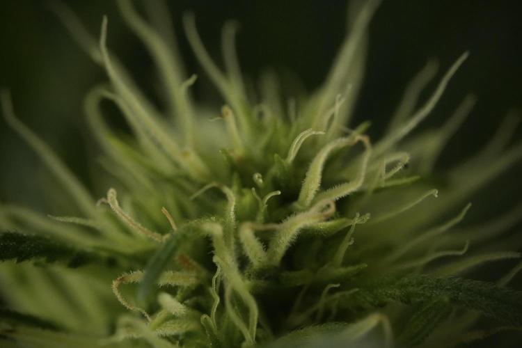 Skywalker OG Legends of the 12/12 Galaxy. Week 9 - Sky Walker OG Macro details