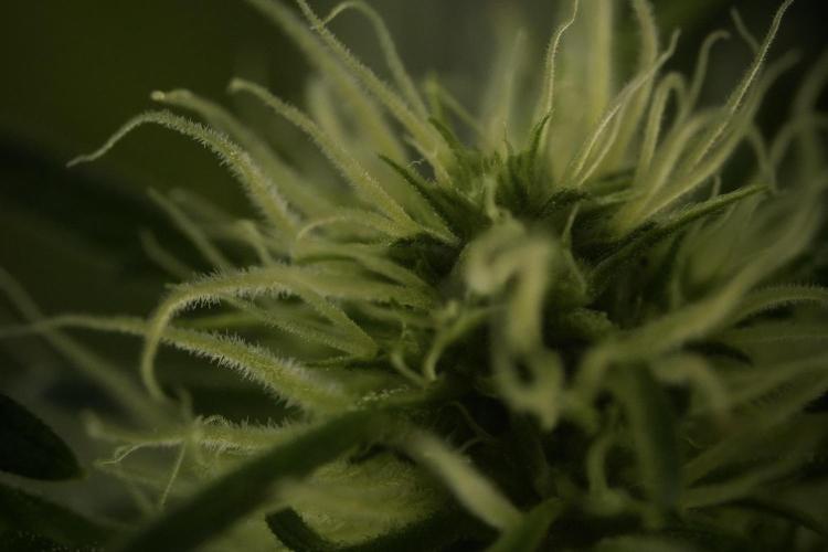 Skywalker OG Legends of the 12/12 Galaxy. Week 9 - Sky Walker OG Macro details