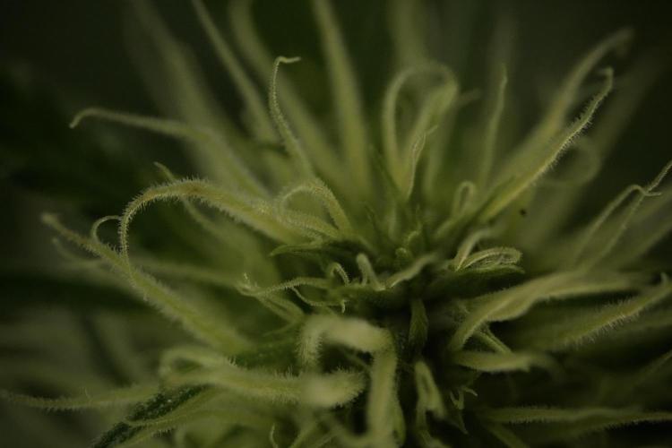 Skywalker OG Legends of the 12/12 Galaxy. Week 9 - Sky Walker OG Macro details
