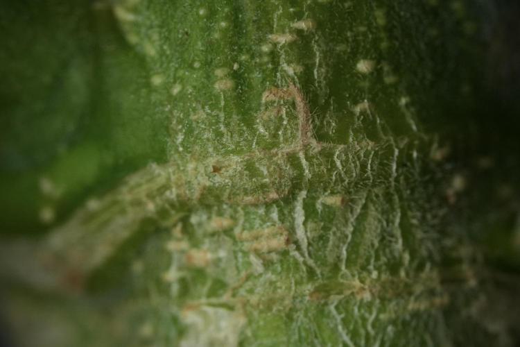 Skywalker OG Legends of the 12/12 Galaxy. Week 9 - Sky Walker OG Macro details