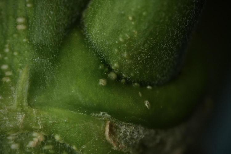 Skywalker OG Legends of the 12/12 Galaxy. Week 9 - Sky Walker OG Macro details