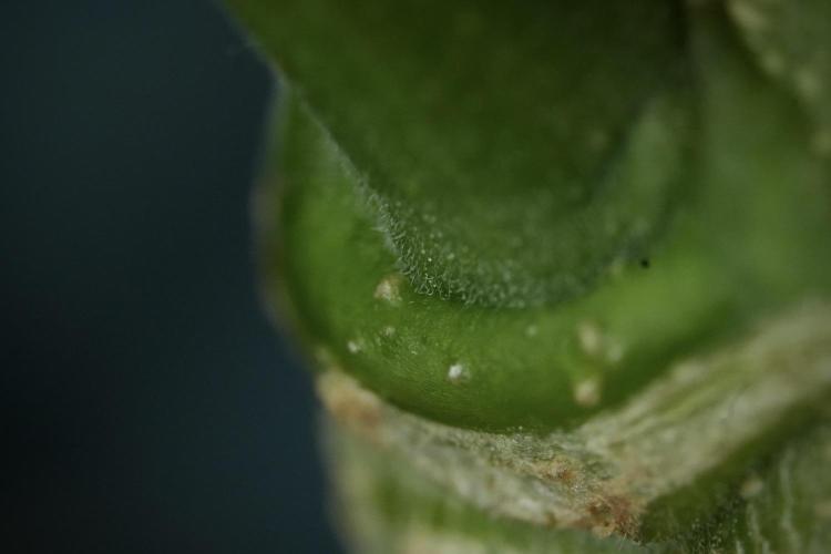 Skywalker OG Legends of the 12/12 Galaxy. Week 9 - Sky Walker OG Macro details