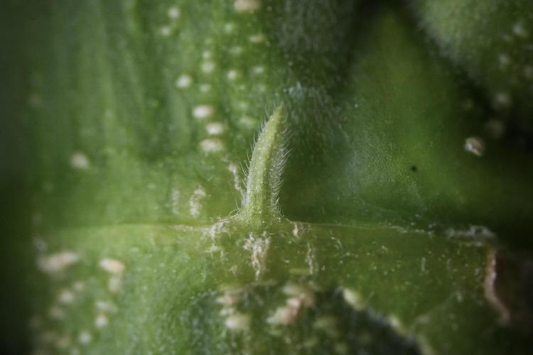Skywalker OG Legends of the 12/12 Galaxy. Week 9 - Sky Walker OG Macro details