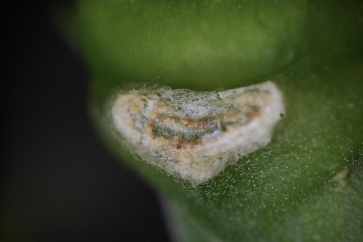 Skywalker OG Legends of the 12/12 Galaxy. Week 9 - Sky Walker OG Macro details