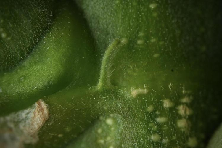 Skywalker OG Legends of the 12/12 Galaxy. Week 9 - Sky Walker OG Macro details
