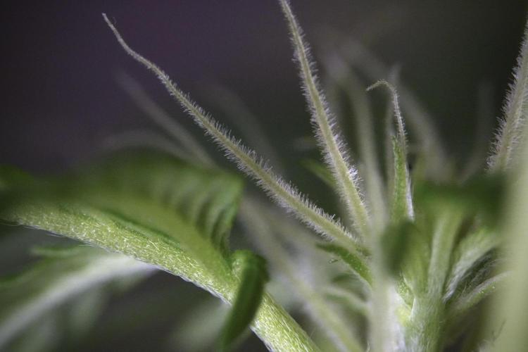 Skywalker OG Legends of the 12/12 Galaxy. Week 9 - Sky Walker OG Macro details