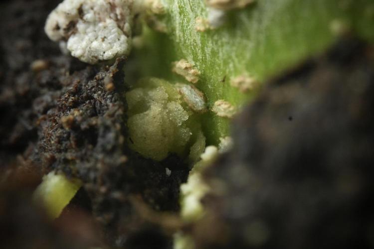 Skywalker OG Legends of the 12/12 Galaxy. Week 9 - Sky Walker OG Macro details
