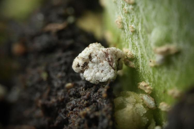Skywalker OG Legends of the 12/12 Galaxy. Week 9 - Sky Walker OG Macro details