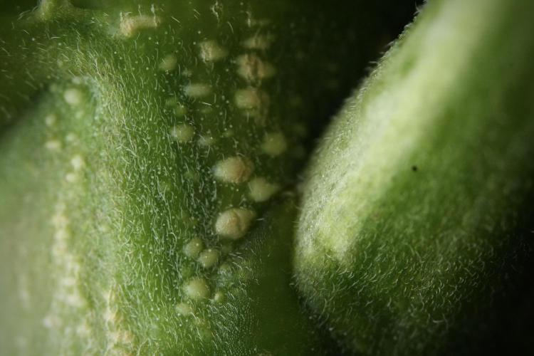 Skywalker OG Legends of the 12/12 Galaxy. Week 9 - Sky Walker OG Macro details