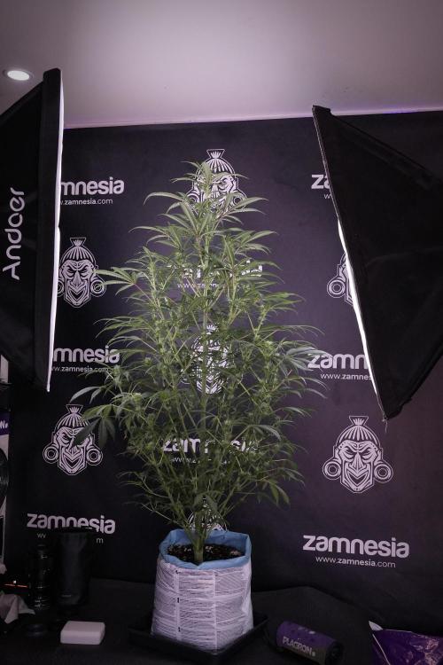 Skywalker OG Legends of the 12/12 Galaxy. Week 9 - Sky Walker OG 